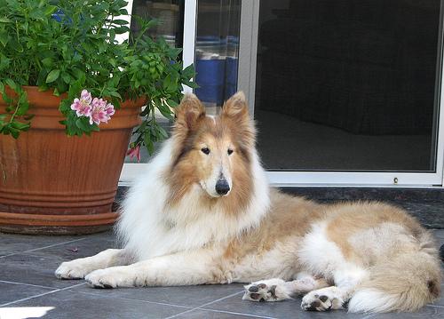 A dog image from https://images.dog.ceo/breeds/collie/n02106030_15074.jpg