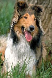 A dog image from https://images.dog.ceo/breeds/collie/n02106030_15169.jpg