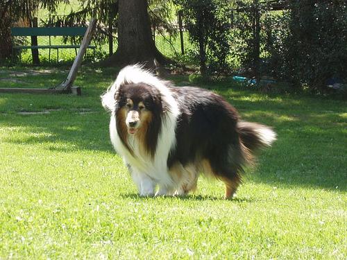 A dog image from https://images.dog.ceo/breeds/collie/n02106030_15172.jpg