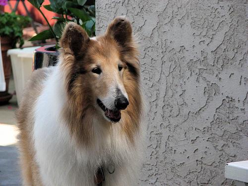 A dog image from https://images.dog.ceo/breeds/collie/n02106030_15284.jpg