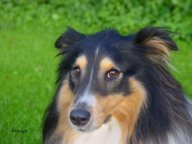 A dog image from https://images.dog.ceo/breeds/collie/n02106030_15388.jpg