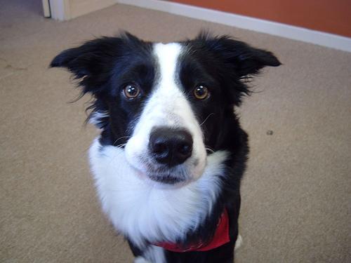 A dog image from https://images.dog.ceo/breeds/collie/n02106030_15419.jpg