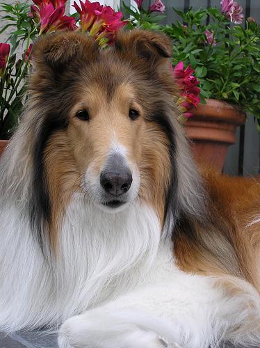 A dog image from https://images.dog.ceo/breeds/collie/n02106030_15508.jpg