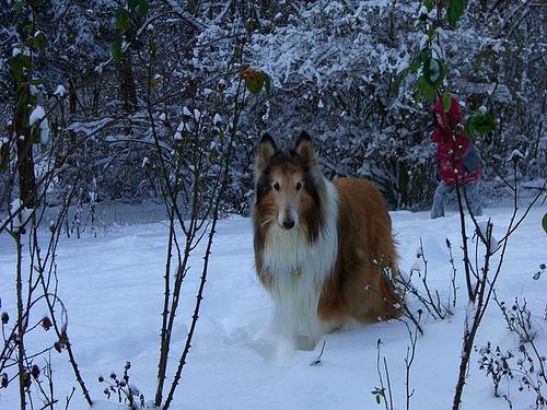 A dog image from https://images.dog.ceo/breeds/collie/n02106030_15613.jpg