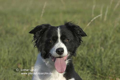 A dog image from https://images.dog.ceo/breeds/collie/n02106030_15622.jpg