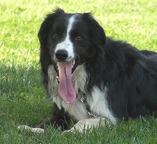 A dog image from https://images.dog.ceo/breeds/collie/n02106030_15631.jpg