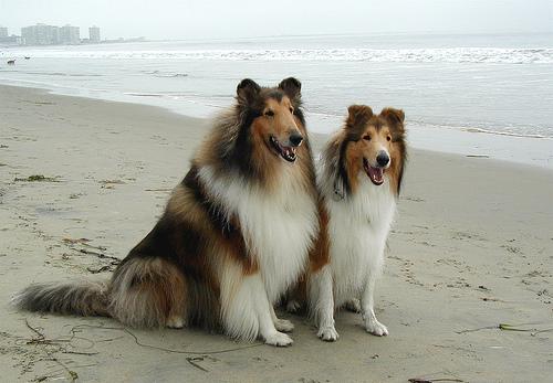 A dog image from https://images.dog.ceo/breeds/collie/n02106030_15637.jpg