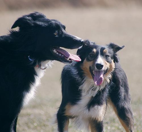 A dog image from https://images.dog.ceo/breeds/collie/n02106030_15735.jpg