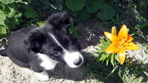 A dog image from https://images.dog.ceo/breeds/collie/n02106030_15829.jpg