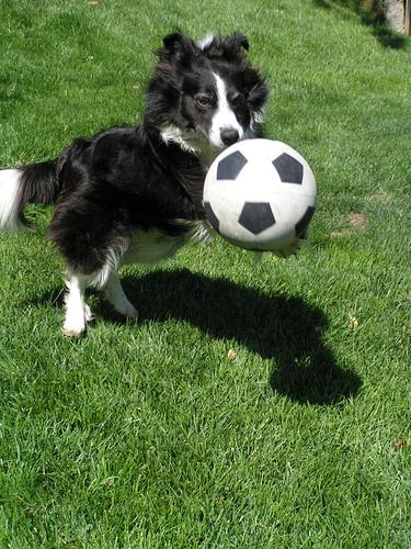 A dog image from https://images.dog.ceo/breeds/collie/n02106030_15836.jpg