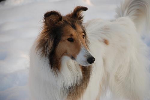 A dog image from https://images.dog.ceo/breeds/collie/n02106030_15840.jpg