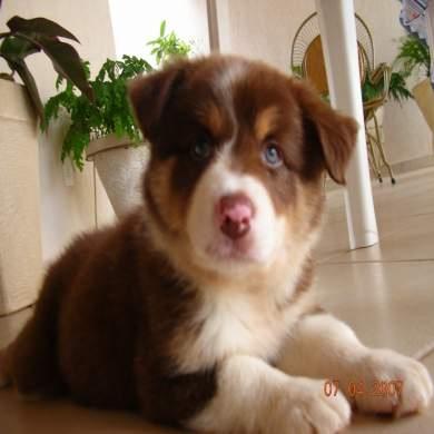 A dog image from https://images.dog.ceo/breeds/collie/n02106030_15858.jpg