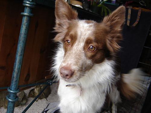 A dog image from https://images.dog.ceo/breeds/collie/n02106030_15923.jpg