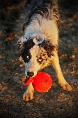 A dog image from https://images.dog.ceo/breeds/collie/n02106030_15958.jpg