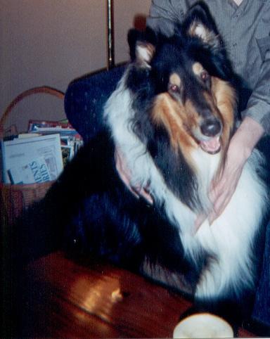 A dog image from https://images.dog.ceo/breeds/collie/n02106030_15967.jpg