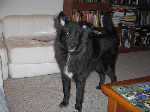 A dog image from https://images.dog.ceo/breeds/collie/n02106030_16011.jpg