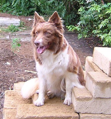 A dog image from https://images.dog.ceo/breeds/collie/n02106030_16029.jpg