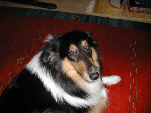 A dog image from https://images.dog.ceo/breeds/collie/n02106030_16046.jpg