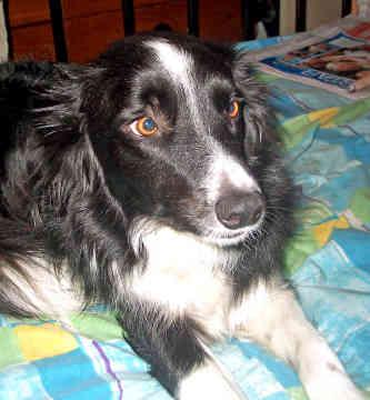 A dog image from https://images.dog.ceo/breeds/collie/n02106030_16095.jpg