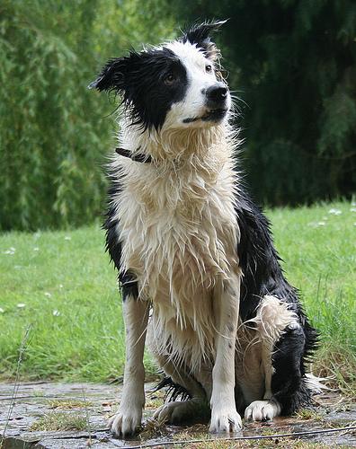 A dog image from https://images.dog.ceo/breeds/collie/n02106030_16173.jpg