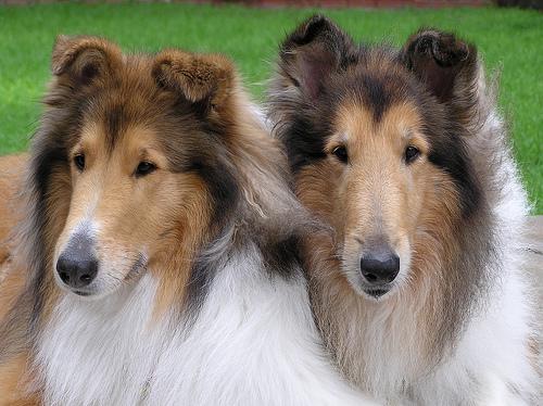 A dog image from https://images.dog.ceo/breeds/collie/n02106030_16181.jpg