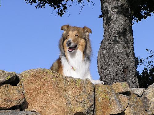 A dog image from https://images.dog.ceo/breeds/collie/n02106030_16188.jpg