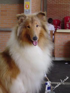 A dog image from https://images.dog.ceo/breeds/collie/n02106030_16212.jpg