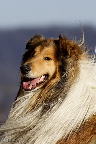 A dog image from https://images.dog.ceo/breeds/collie/n02106030_16250.jpg