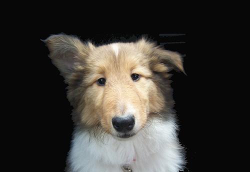 A dog image from https://images.dog.ceo/breeds/collie/n02106030_16268.jpg