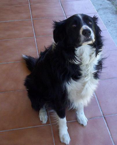 A dog image from https://images.dog.ceo/breeds/collie/n02106030_16356.jpg