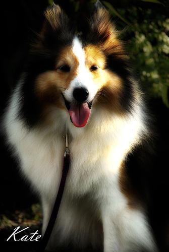 A dog image from https://images.dog.ceo/breeds/collie/n02106030_16359.jpg