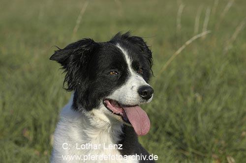 A dog image from https://images.dog.ceo/breeds/collie/n02106030_16370.jpg