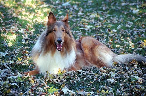 A dog image from https://images.dog.ceo/breeds/collie/n02106030_16509.jpg