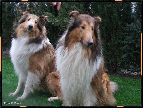 A dog image from https://images.dog.ceo/breeds/collie/n02106030_16623.jpg