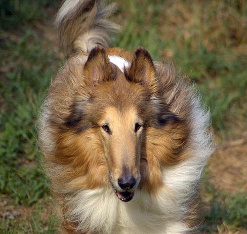 A dog image from https://images.dog.ceo/breeds/collie/n02106030_16671.jpg