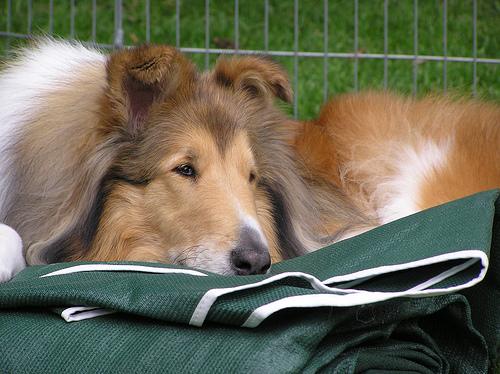 A dog image from https://images.dog.ceo/breeds/collie/n02106030_17074.jpg