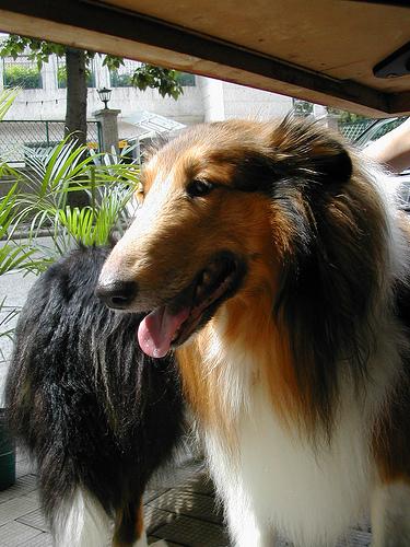 A dog image from https://images.dog.ceo/breeds/collie/n02106030_17165.jpg