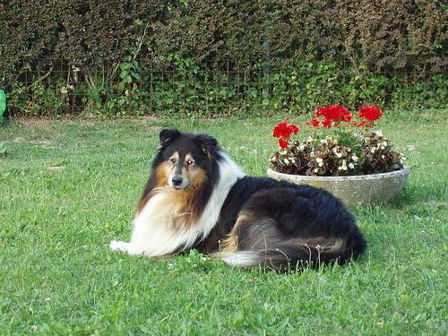 A dog image from https://images.dog.ceo/breeds/collie/n02106030_17232.jpg