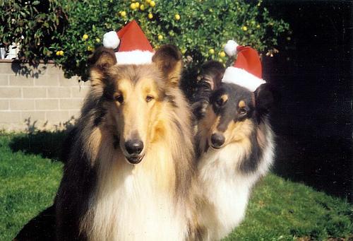 A dog image from https://images.dog.ceo/breeds/collie/n02106030_17255.jpg