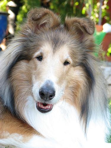 A dog image from https://images.dog.ceo/breeds/collie/n02106030_17285.jpg