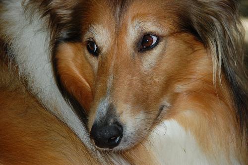 A dog image from https://images.dog.ceo/breeds/collie/n02106030_17418.jpg