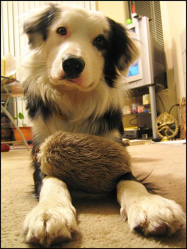 A dog image from https://images.dog.ceo/breeds/collie/n02106030_17546.jpg