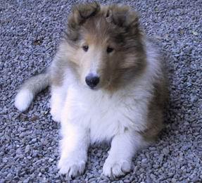 A dog image from https://images.dog.ceo/breeds/collie/n02106030_17567.jpg