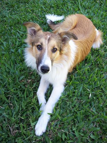 A dog image from https://images.dog.ceo/breeds/collie/n02106030_17578.jpg