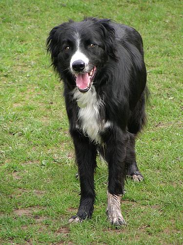 A dog image from https://images.dog.ceo/breeds/collie/n02106030_17586.jpg