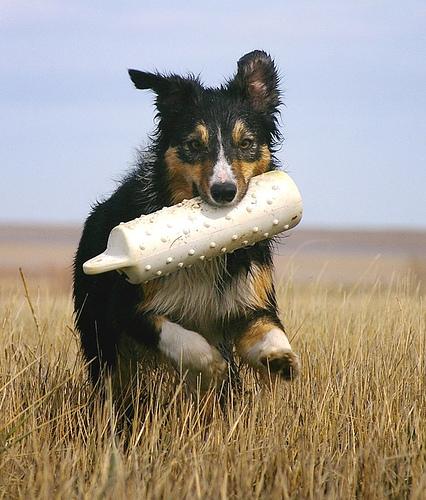 A dog image from https://images.dog.ceo/breeds/collie/n02106030_17662.jpg