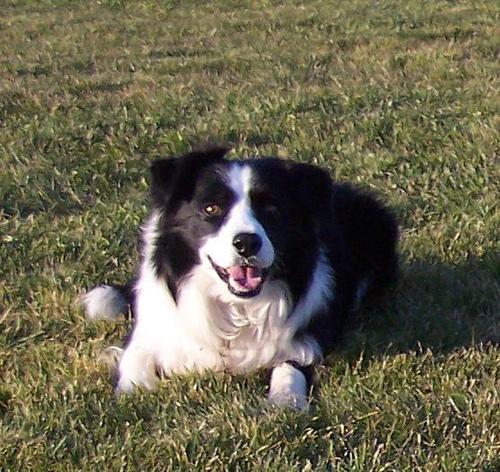 A dog image from https://images.dog.ceo/breeds/collie/n02106030_17669.jpg