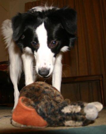 A dog image from https://images.dog.ceo/breeds/collie/n02106030_17732.jpg