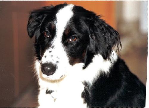 A dog image from https://images.dog.ceo/breeds/collie/n02106030_17752.jpg