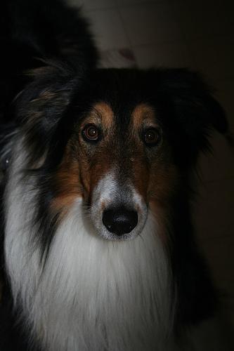 A dog image from https://images.dog.ceo/breeds/collie/n02106030_17819.jpg